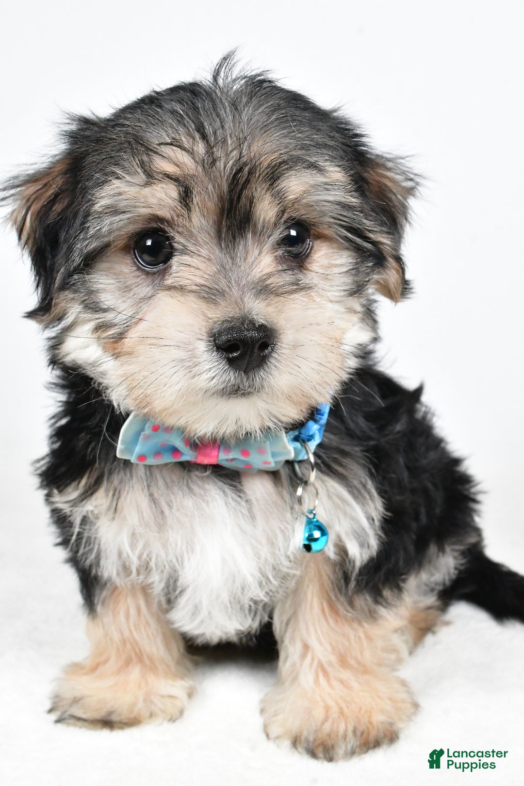 Morkie dogs for sale: Virgel - Ad 7