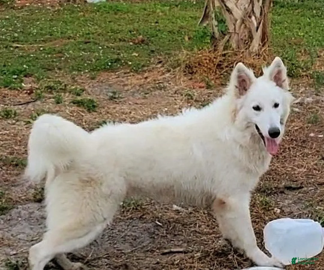 Mixed Breed dogs for sale: Mixed Breed 2 - Ad 4