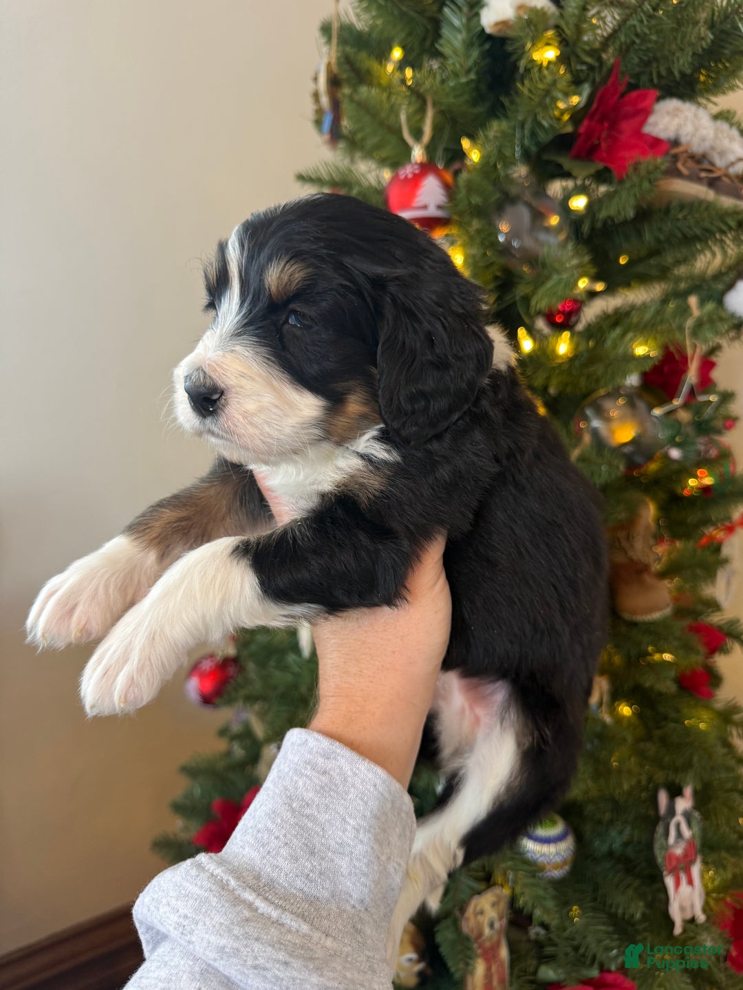 Mixed Breed dogs for sale: Fullerton - Ad 8
