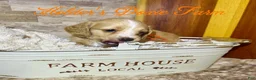 Miniature Dachshund dogs for sale: Happy - Ad 6