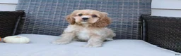 Cocker Spaniel dogs for sale: Cinnamon - Ad 2