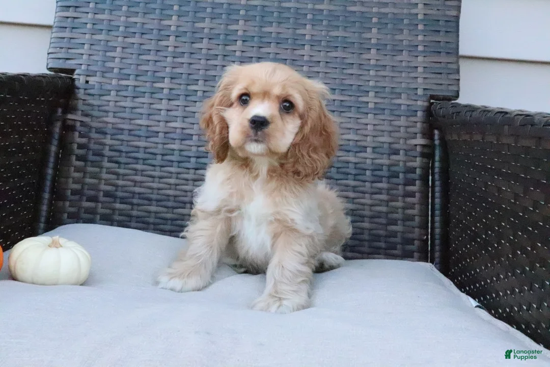 Cocker Spaniel dogs for sale: Cinnamon - Ad 2