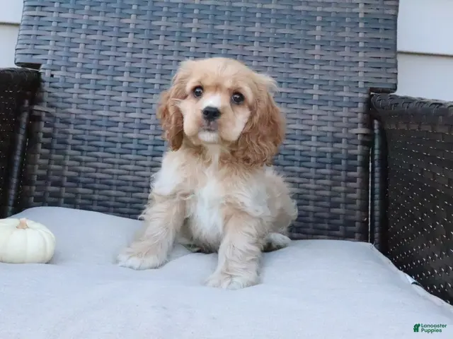 Cocker Spaniel dogs for sale: Cinnamon - Ad 2