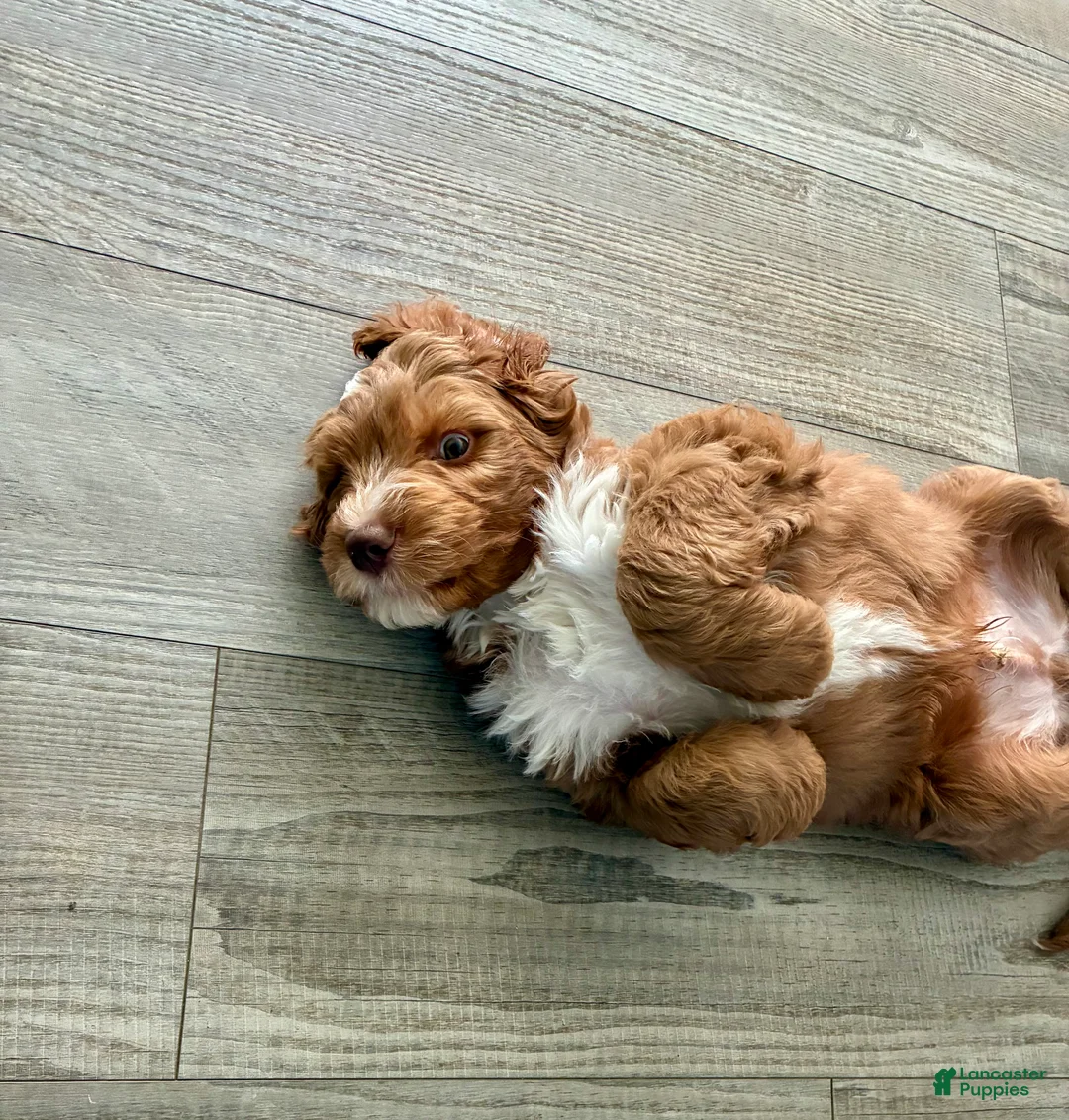 Bernedoodle dogs for sale: Bernedoodle Boy Chubs - Ad 2