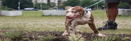 American Bully dogs for sale: Iris - Ad 14