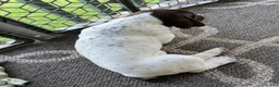 German Shorthaired Pointer dogs for sale: Julie - Ad 4