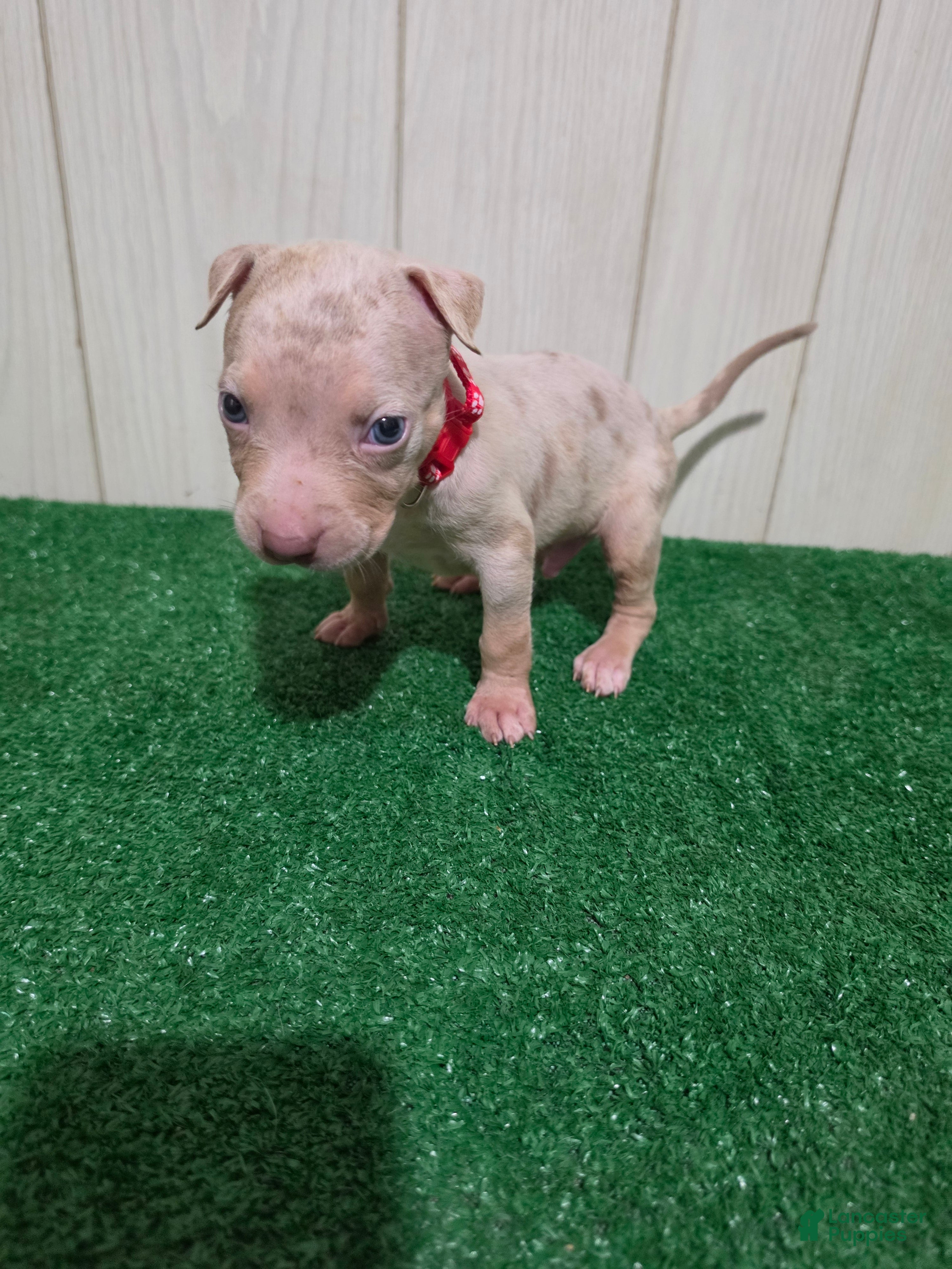 American Bully dogs for sale: American Bully XL Puppy 2 (Red Collar) - Ad 4