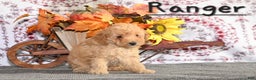 Toy Poodle dogs for sale: Ranger - Ad 4