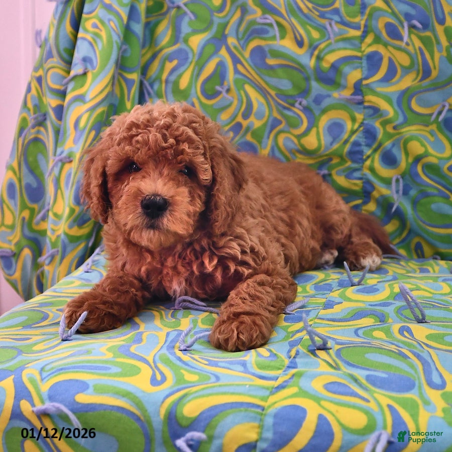 Goldendoodle dogs Jaden - Ad 3