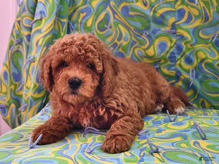 Goldendoodle dogs Jaden - Ad 22