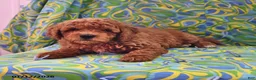 Goldendoodle dogs for sale: Jaden - Ad 1