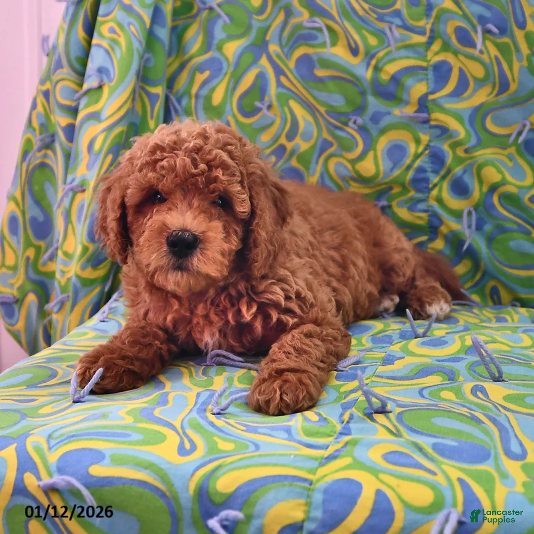 Goldendoodle dogs for sale: Jaden - Ad 1