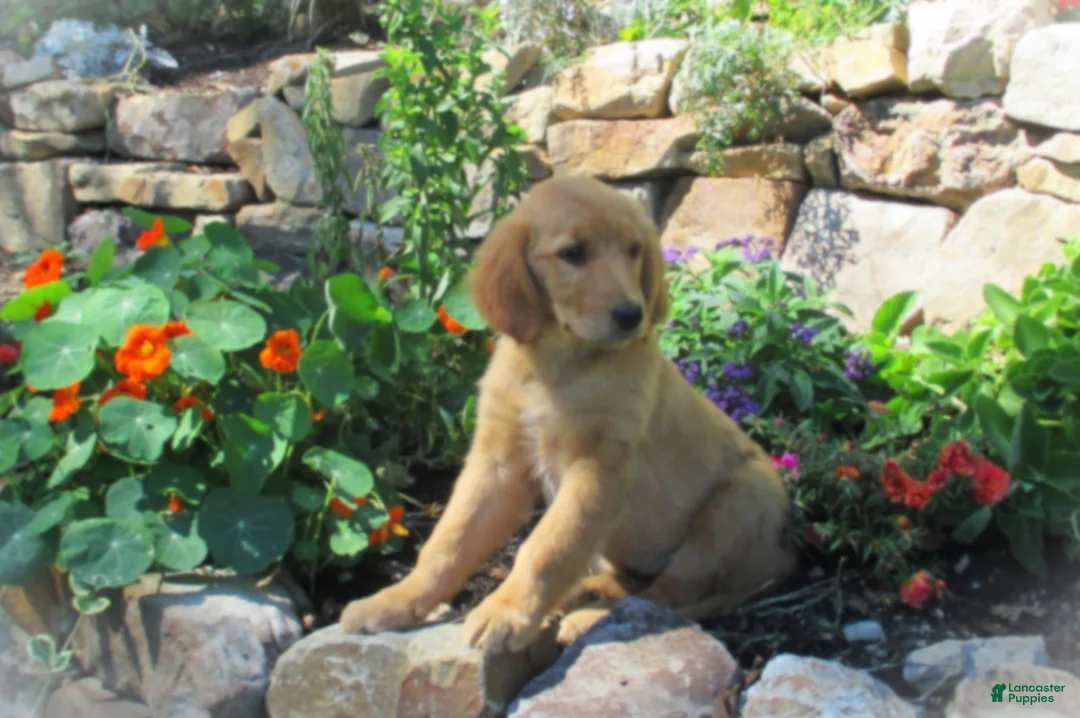 Golden Retriever dogs for sale: Dayna - Ad 10