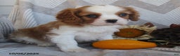 Cavalier King Charles Spaniel dogs for sale: Tyler - Ad 8
