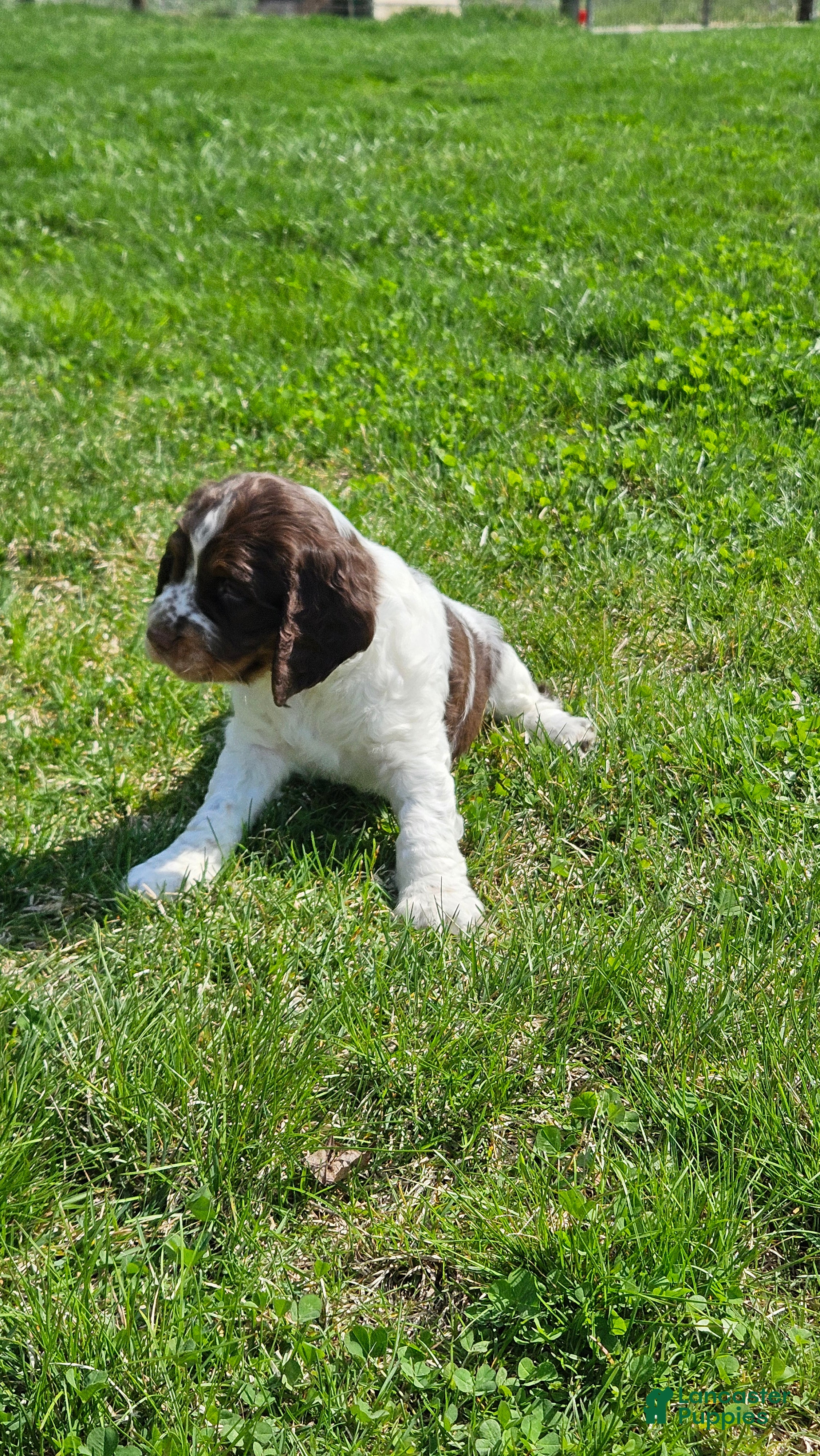 English Springer Spaniel dogs for sale: Banjo - Ad 2
