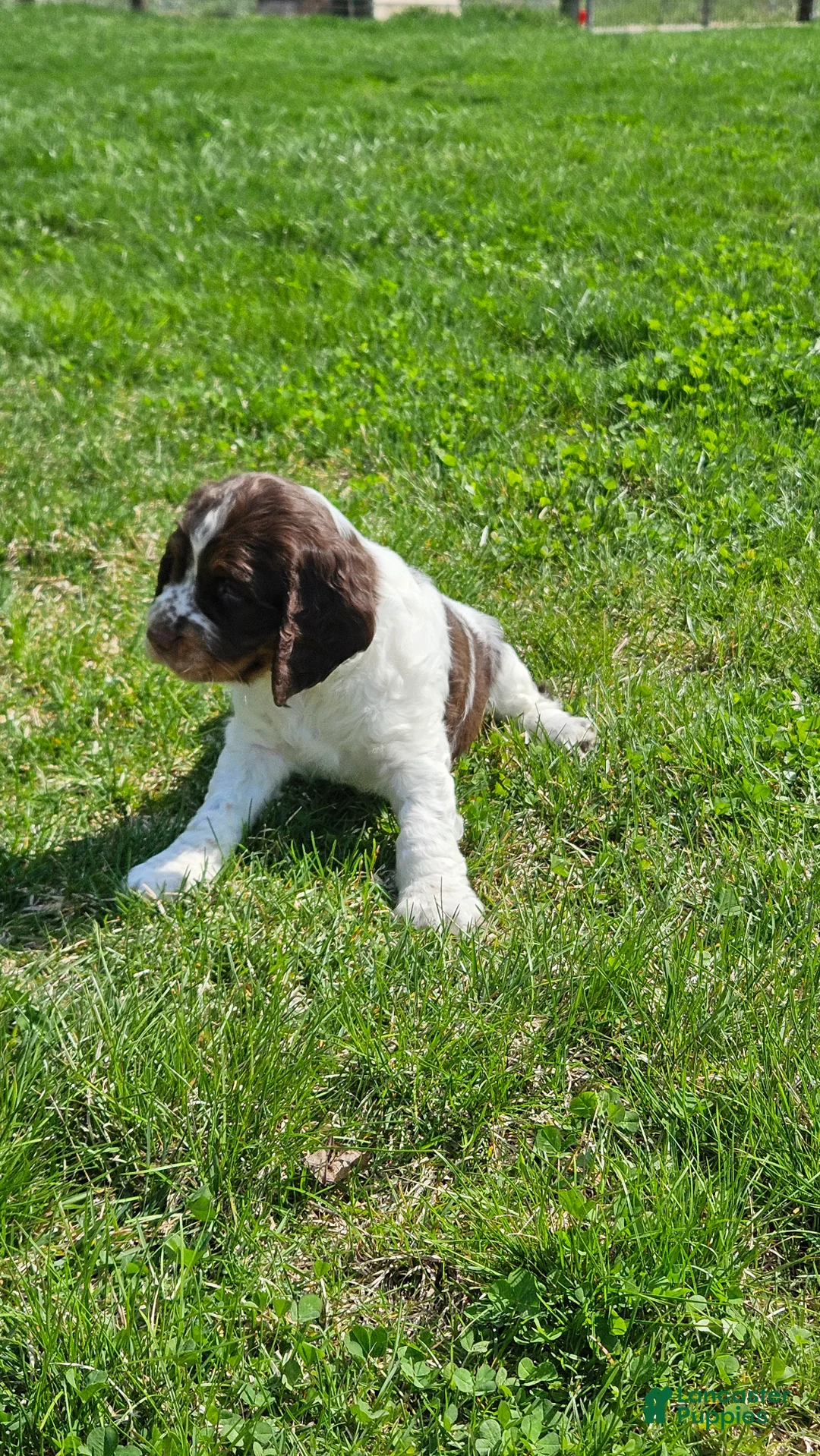 English Springer Spaniel dogs for sale: Banjo - Ad 1