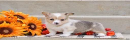 Welsh Corgi Pembroke dogs for sale: Tabitha - Ad 4