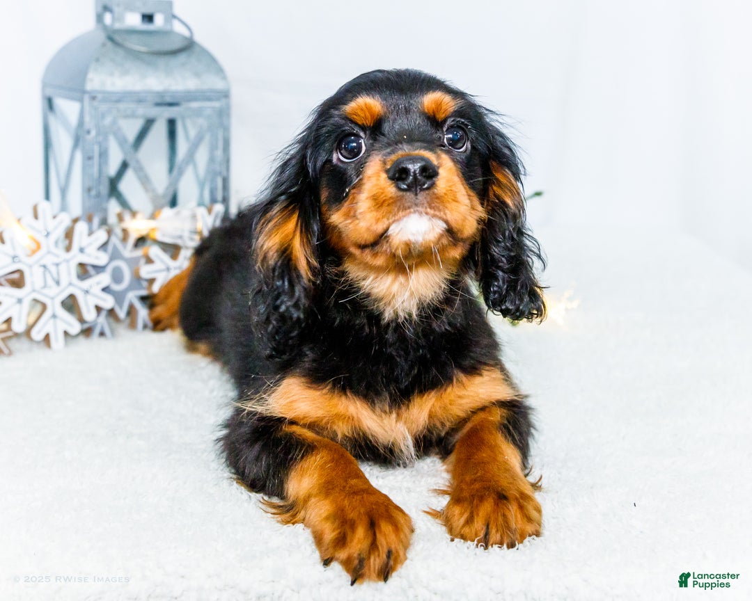 Cavalier King Charles Spaniel dogs for sale: Garland - Ad 17