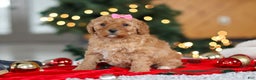 Mini Goldendoodle dogs for sale: Belle  - Ad 4
