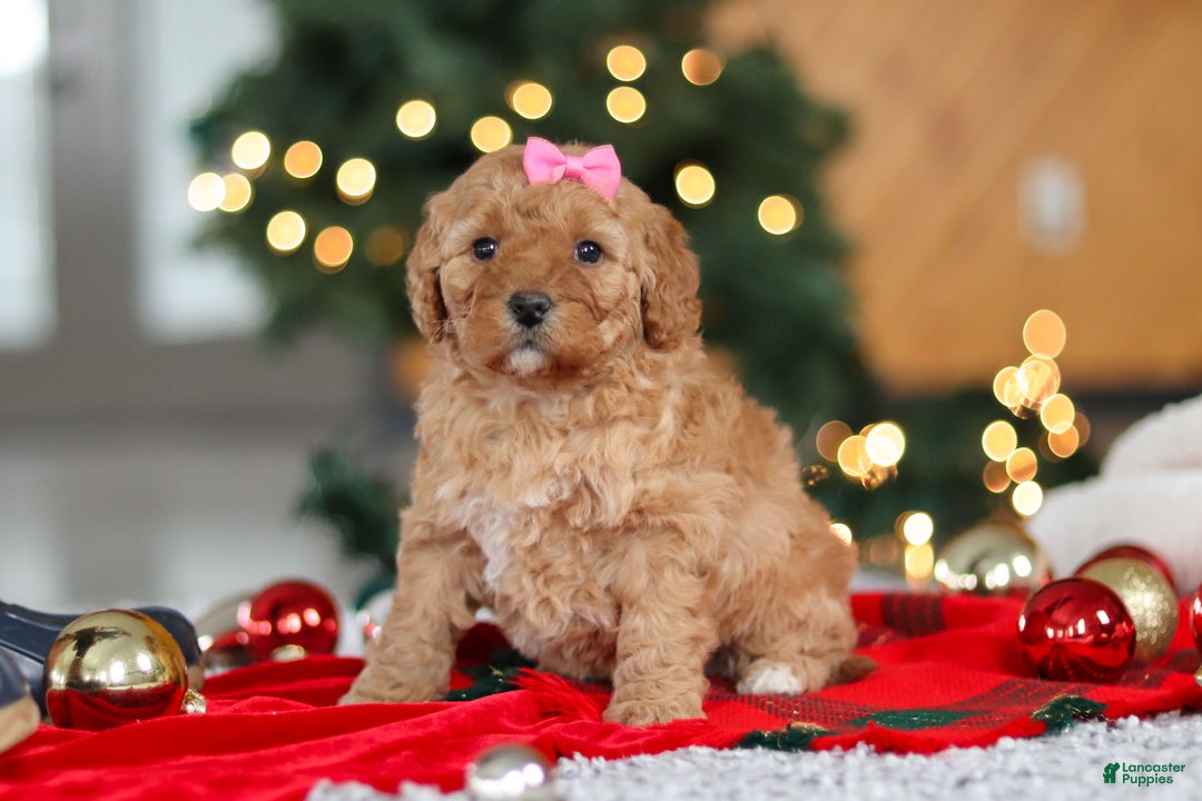 Mini Goldendoodle dogs for sale: Belle  - Ad 4