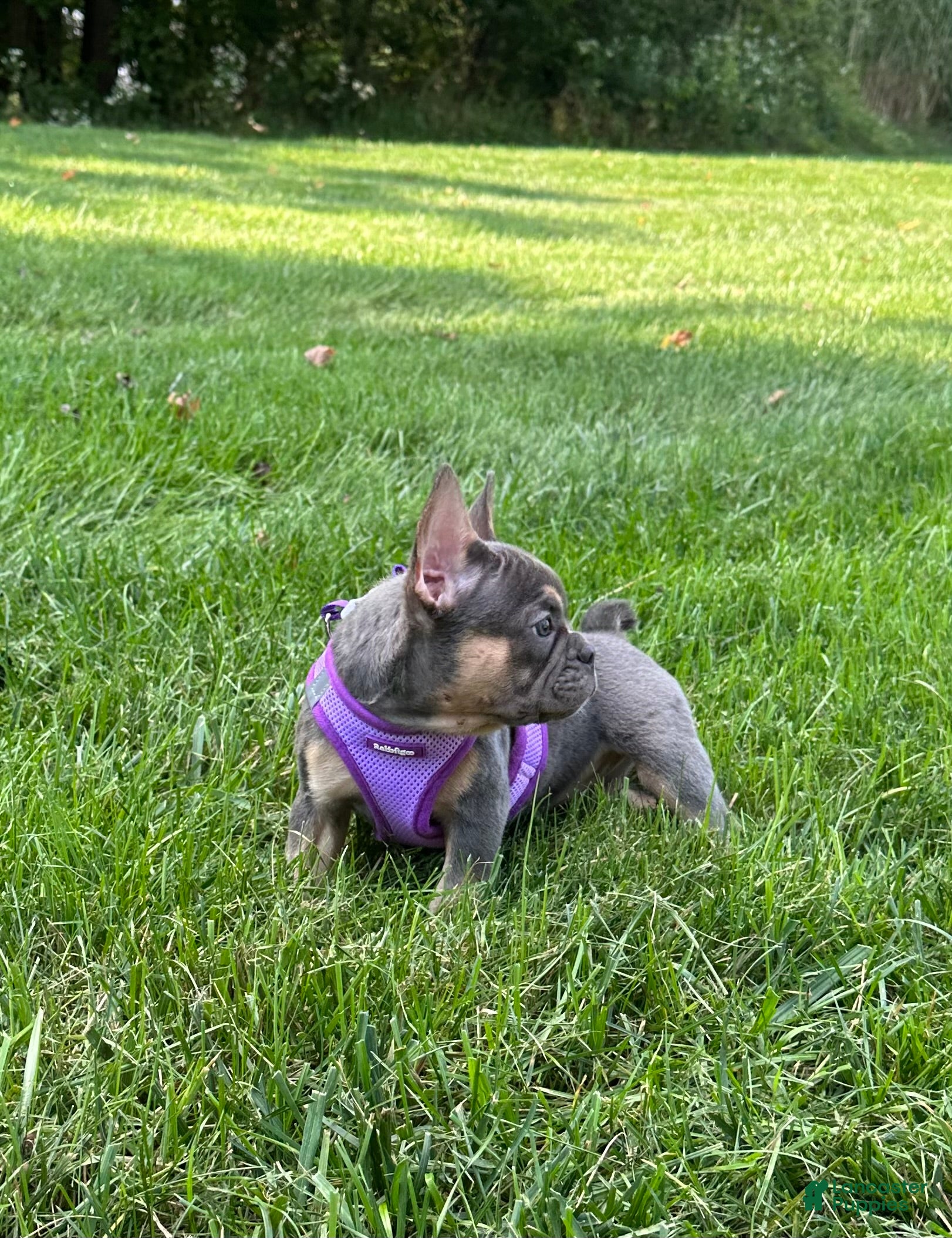 French Bulldog dogs Coral - Ad 1