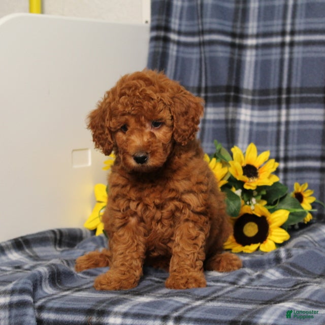 Miniature Poodle dogs Carson - Ad 2