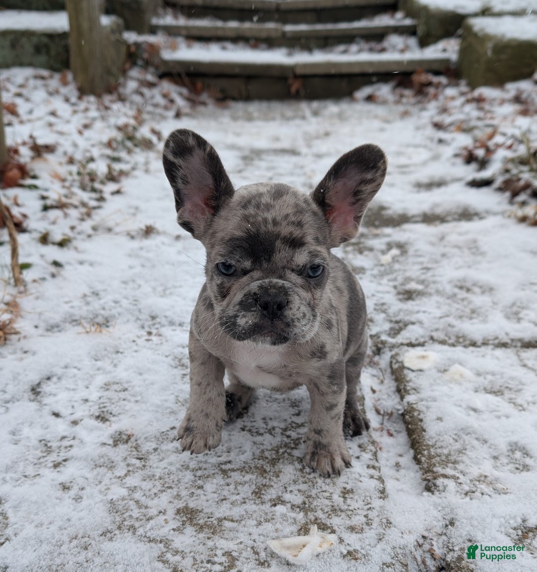 French Bulldog dogs for sale: Earl Gray - Ad 2