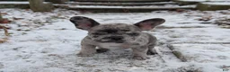 French Bulldog dogs for sale: Earl Gray - Ad 1