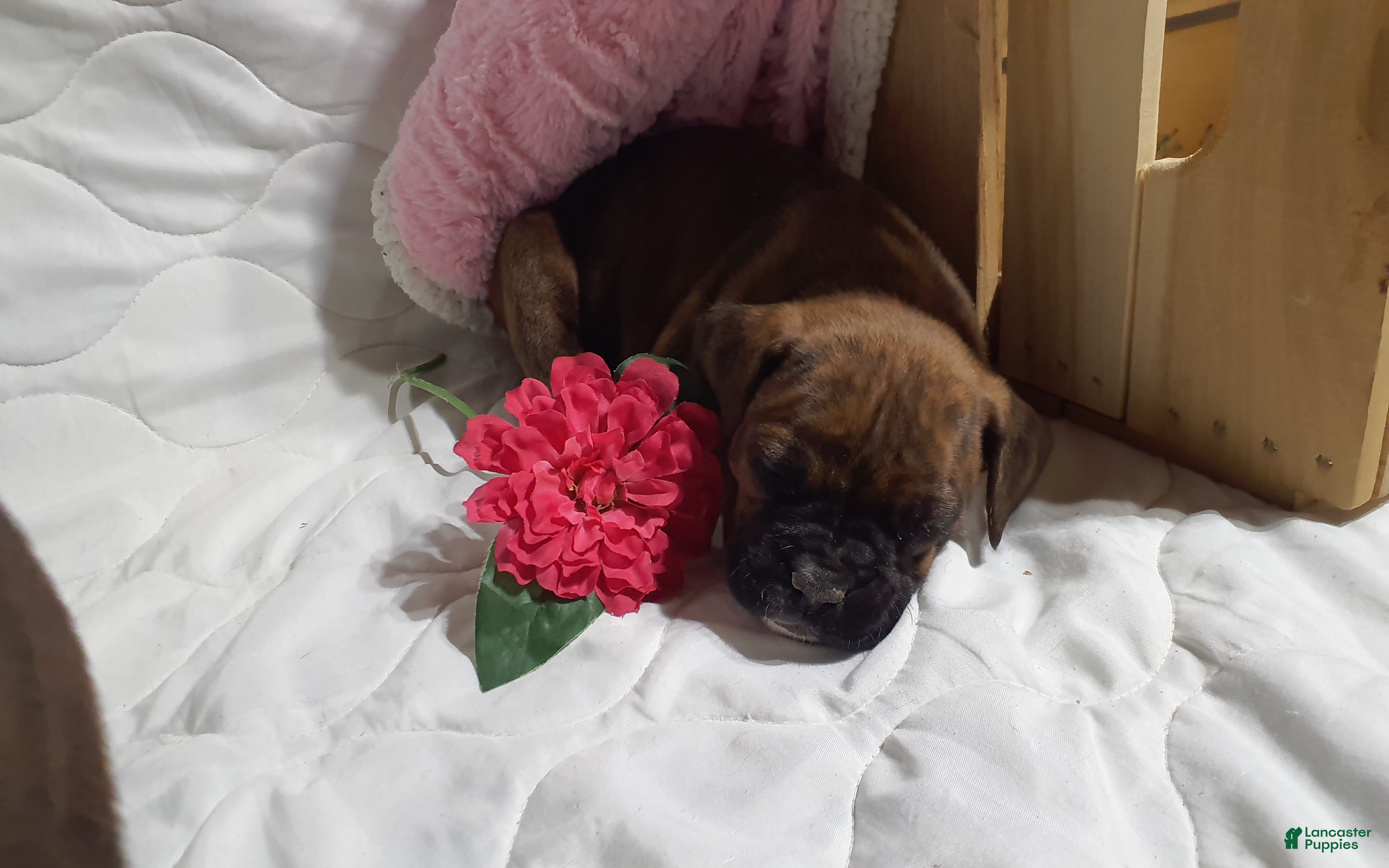 Boxer dogs Princess  - Ad 7
