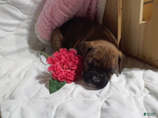 Boxer dogs Princess - Ad 7