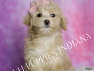 Maltipoo dogs Peach - Ad 33