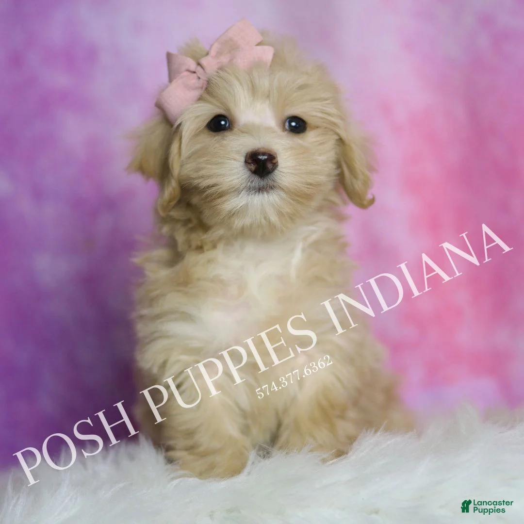 Maltipoo dogs for sale: Peach - Ad 1