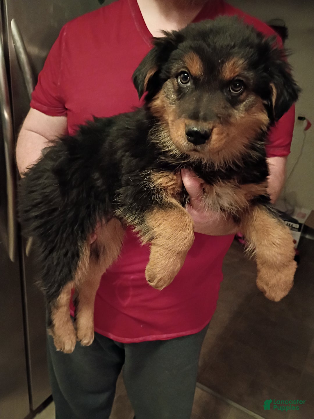 Mixed Breed dogs for sale: Baxter - Ad 2