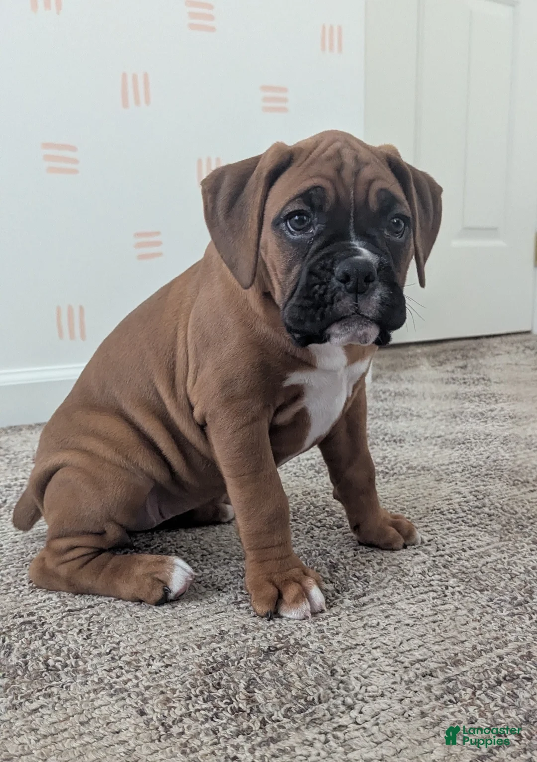 Boxer dogs for sale: Sienna - Ad 2