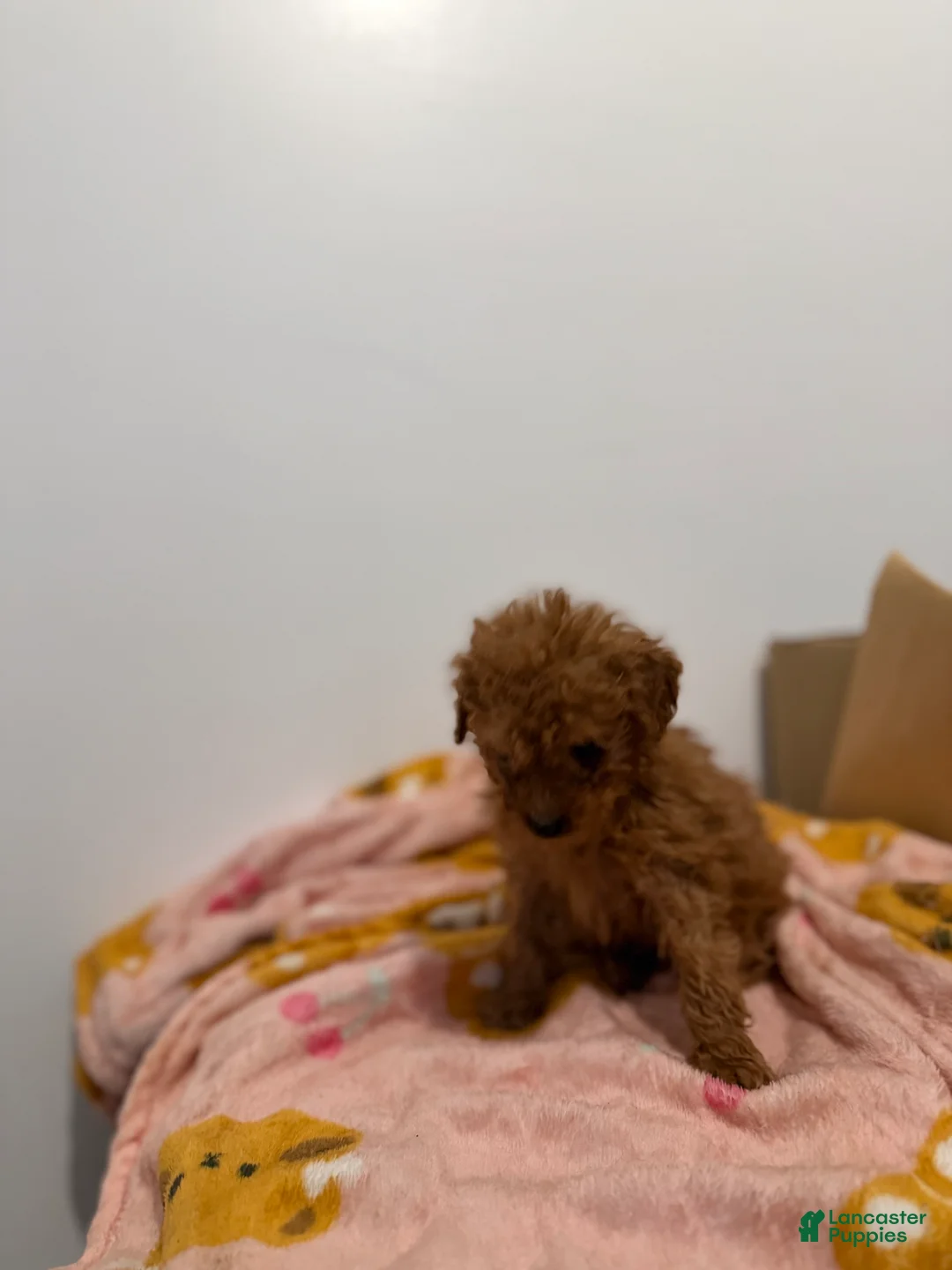 Toy Poodle dogs for sale: Teacup rex  - Ad 3