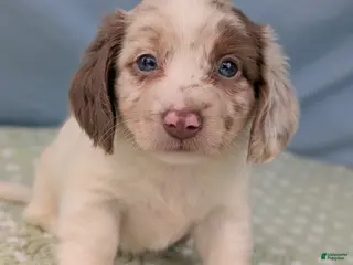 Miniature Dachshund dogs Ophelia - Ad 40