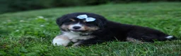 Miniature Australian Shepherd dogs for sale: LINCOLN - Ad 13