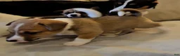 Mixed Breed dogs for sale: Leoni - Ad 4