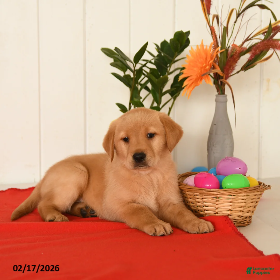 Goldador dogs for sale: Kody - Ad 4