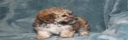 Miniature Poodle dogs for sale: Storm  - Ad 5