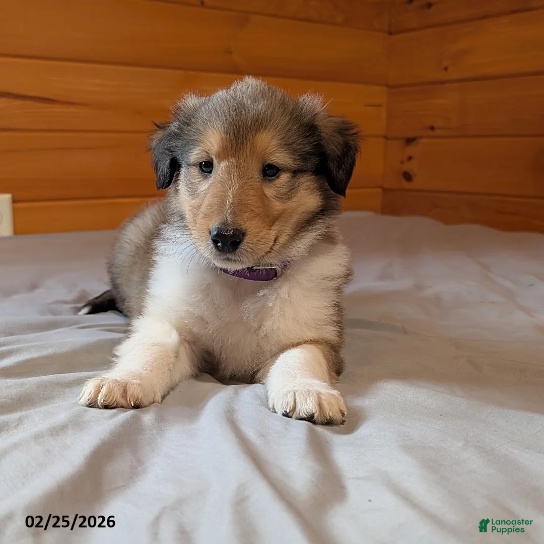 Collie dogs for sale: Snickers - Ad 3