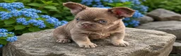 French Bulldog dogs for sale: Tan Boy - Ad 1