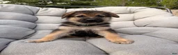 German Shepherd dogs for sale: Milo - Ad 3