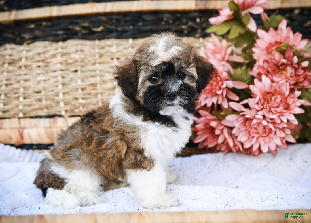 Havanese dogs for sale: Paisley (AKC)  - Ad 8