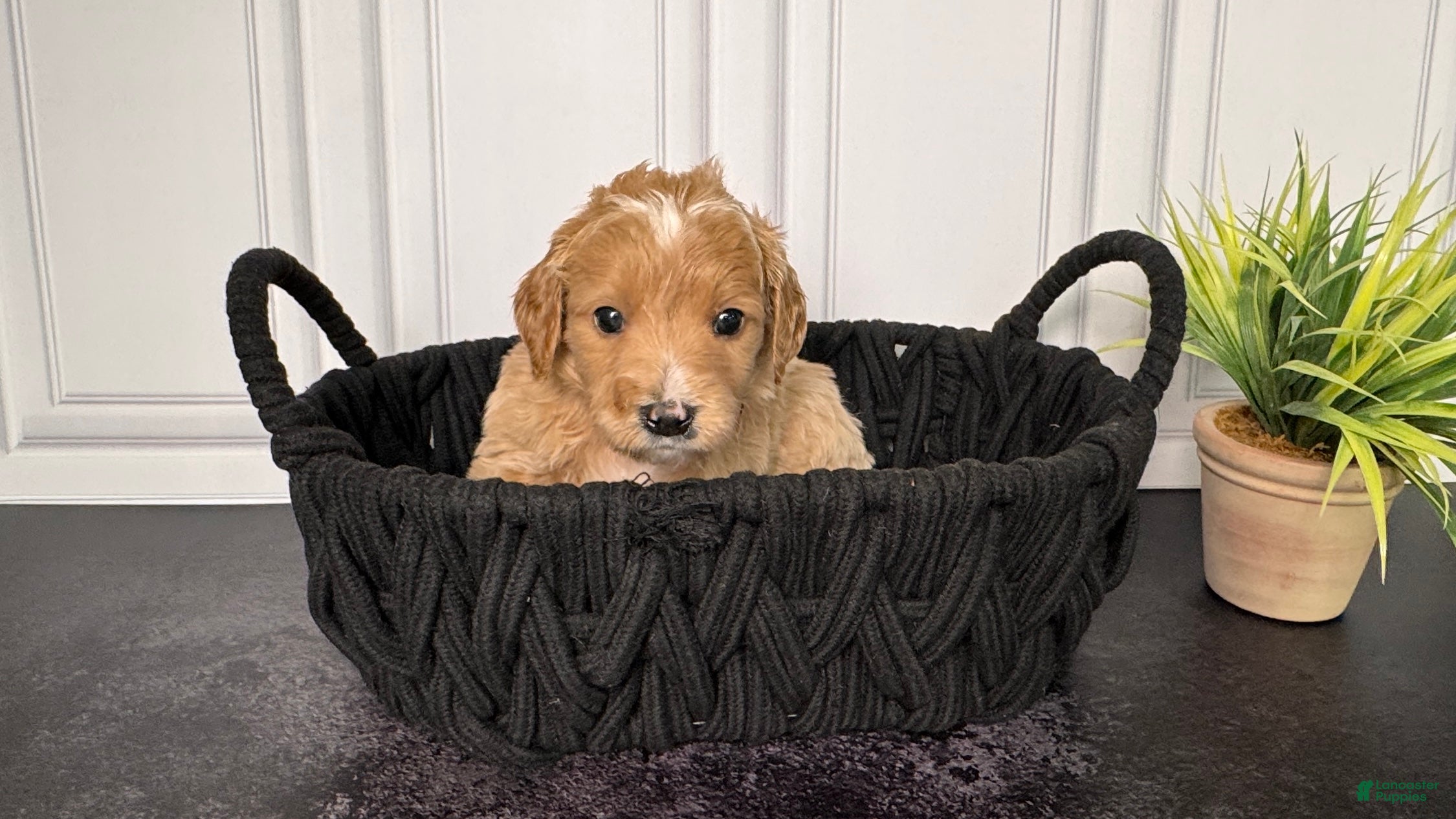 Mini Goldendoodle dogs Winston F One - Ad 10