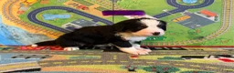 Bernese Mountain Dog dogs for sale: Purple - Ad 6