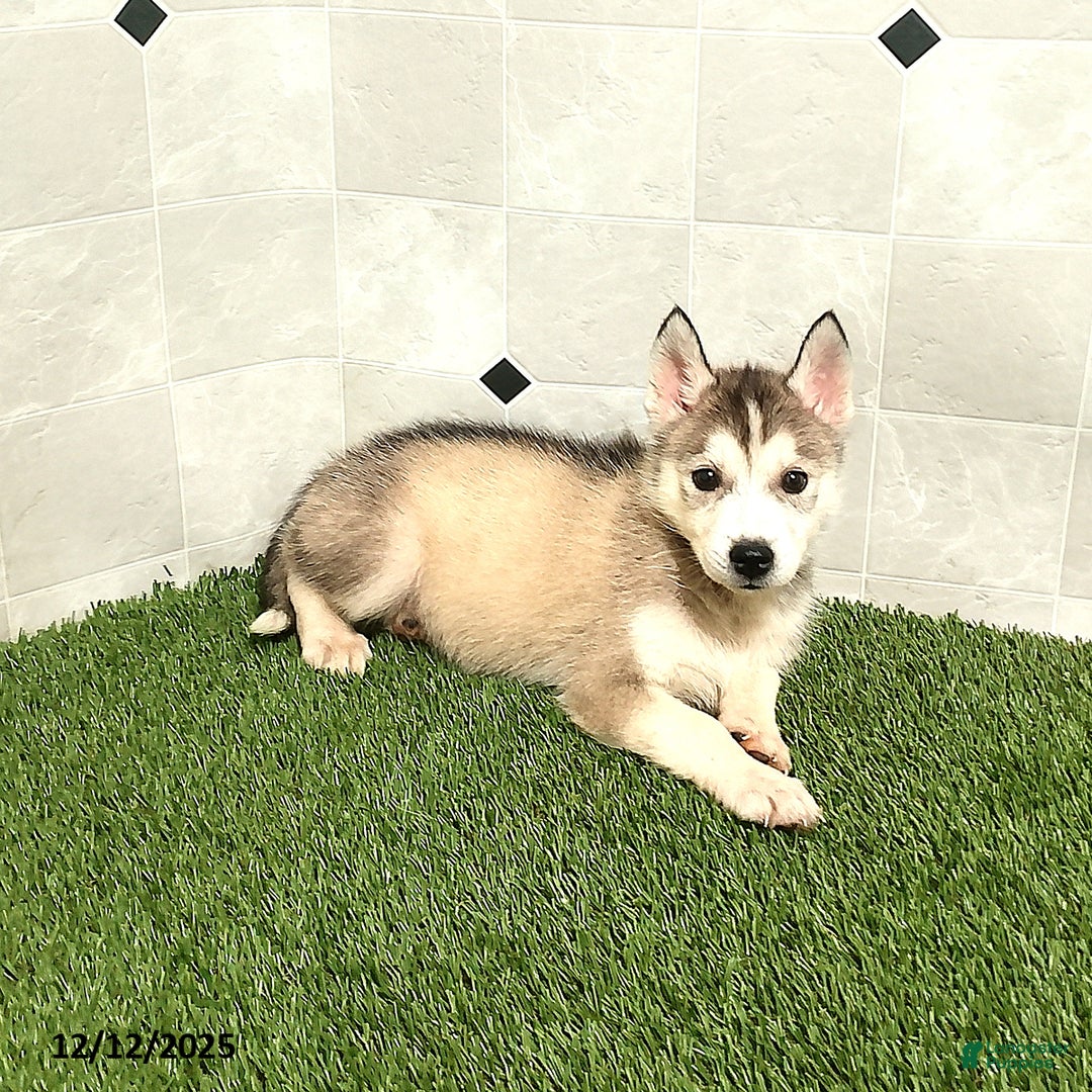 Siberian Husky dogs for sale: Susan - Ad 2