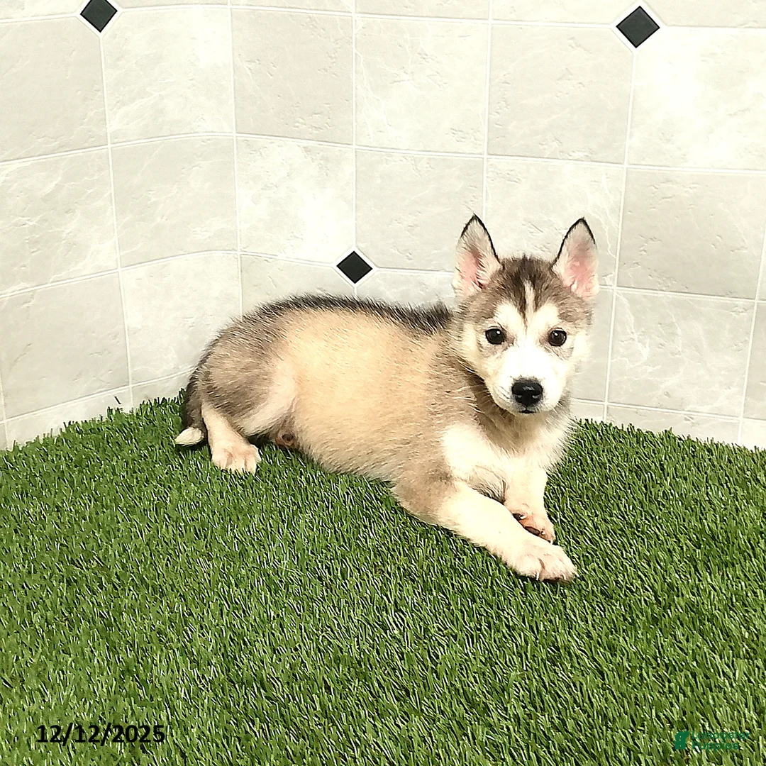 Siberian Husky dogs for sale: Susan - Ad 2