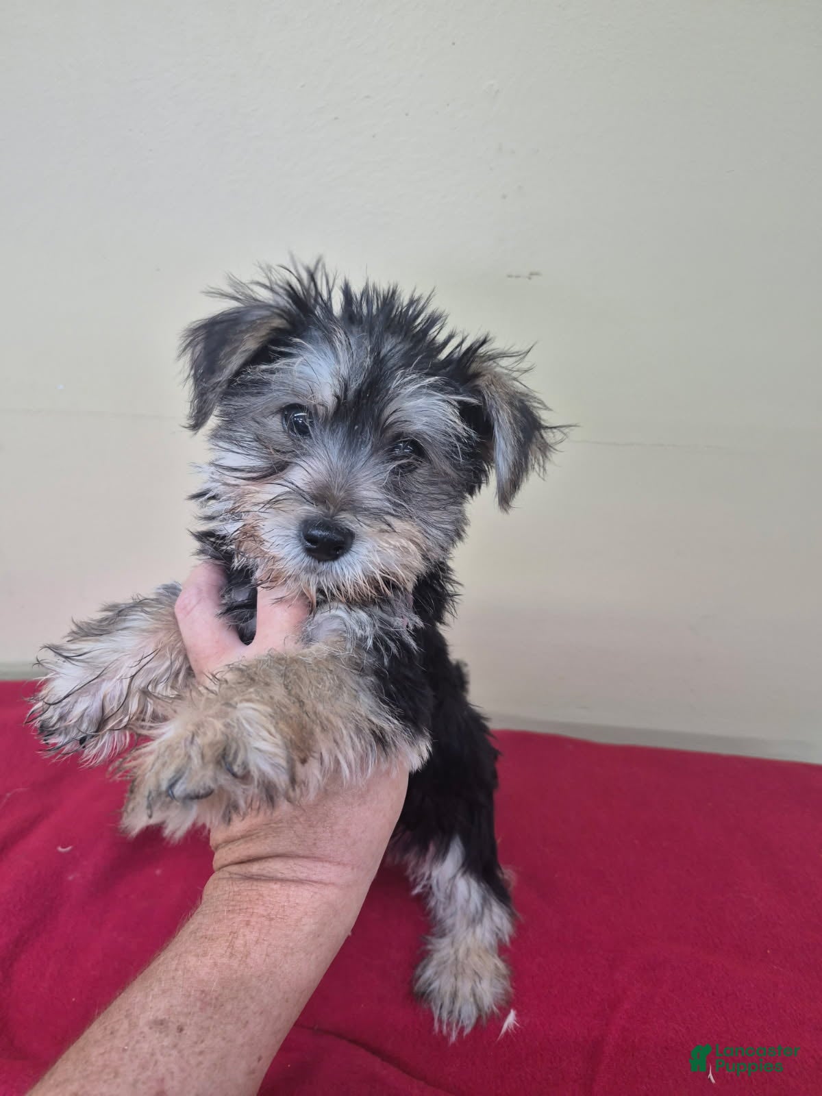 Mixed Breed dogs Girl 2 - Ad 2