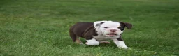 Beabull dogs for sale: Quinn - Ad 3